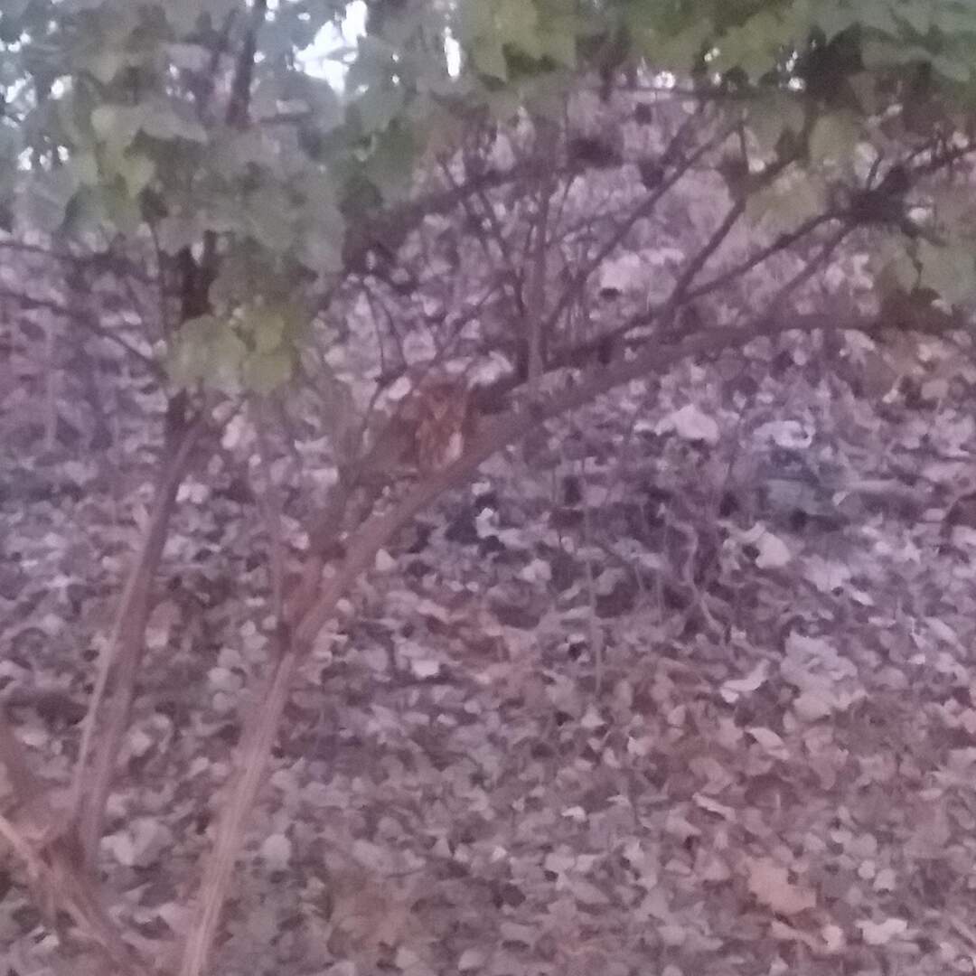 Devin & Caleb’s Marriage