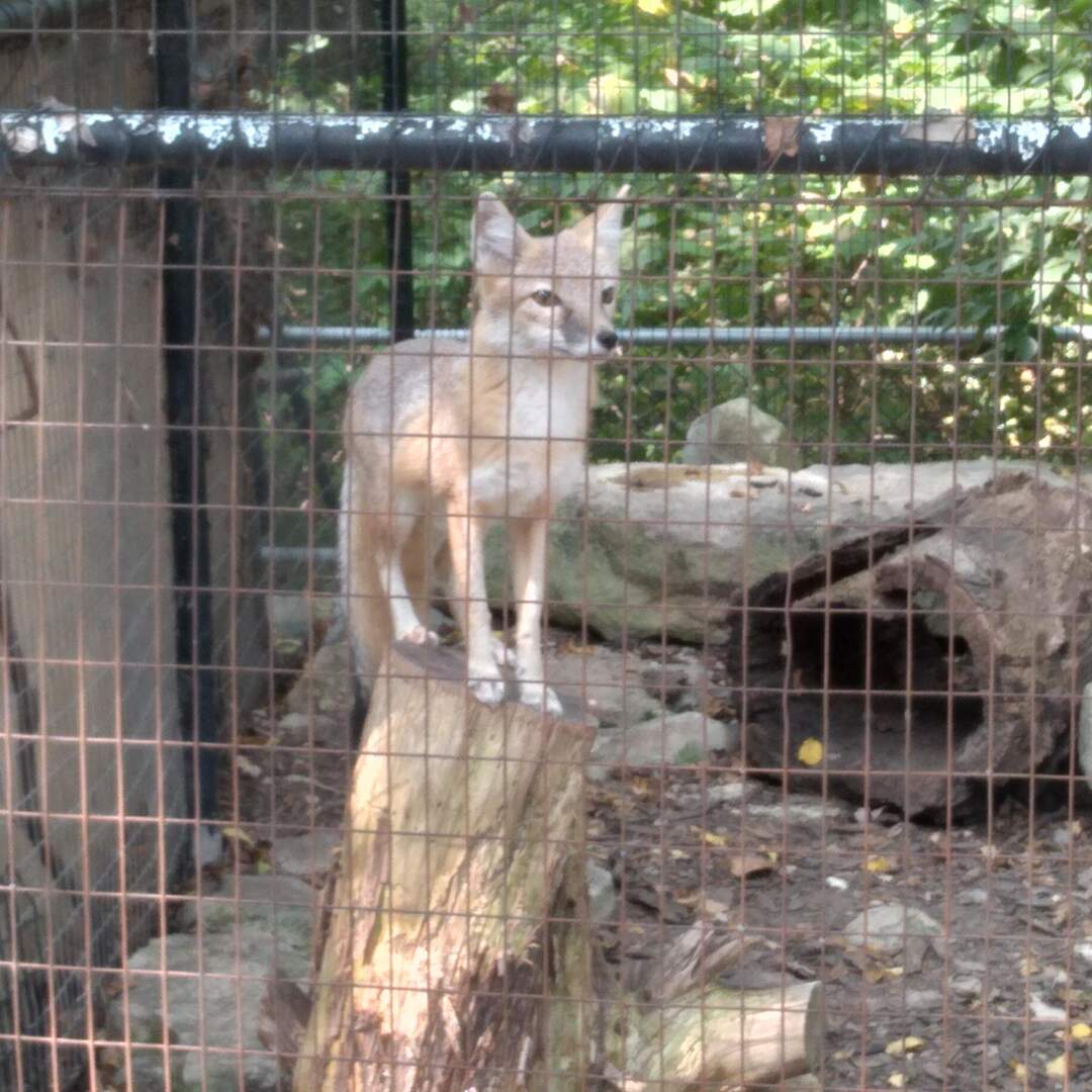 Going To the Zoo Take 1