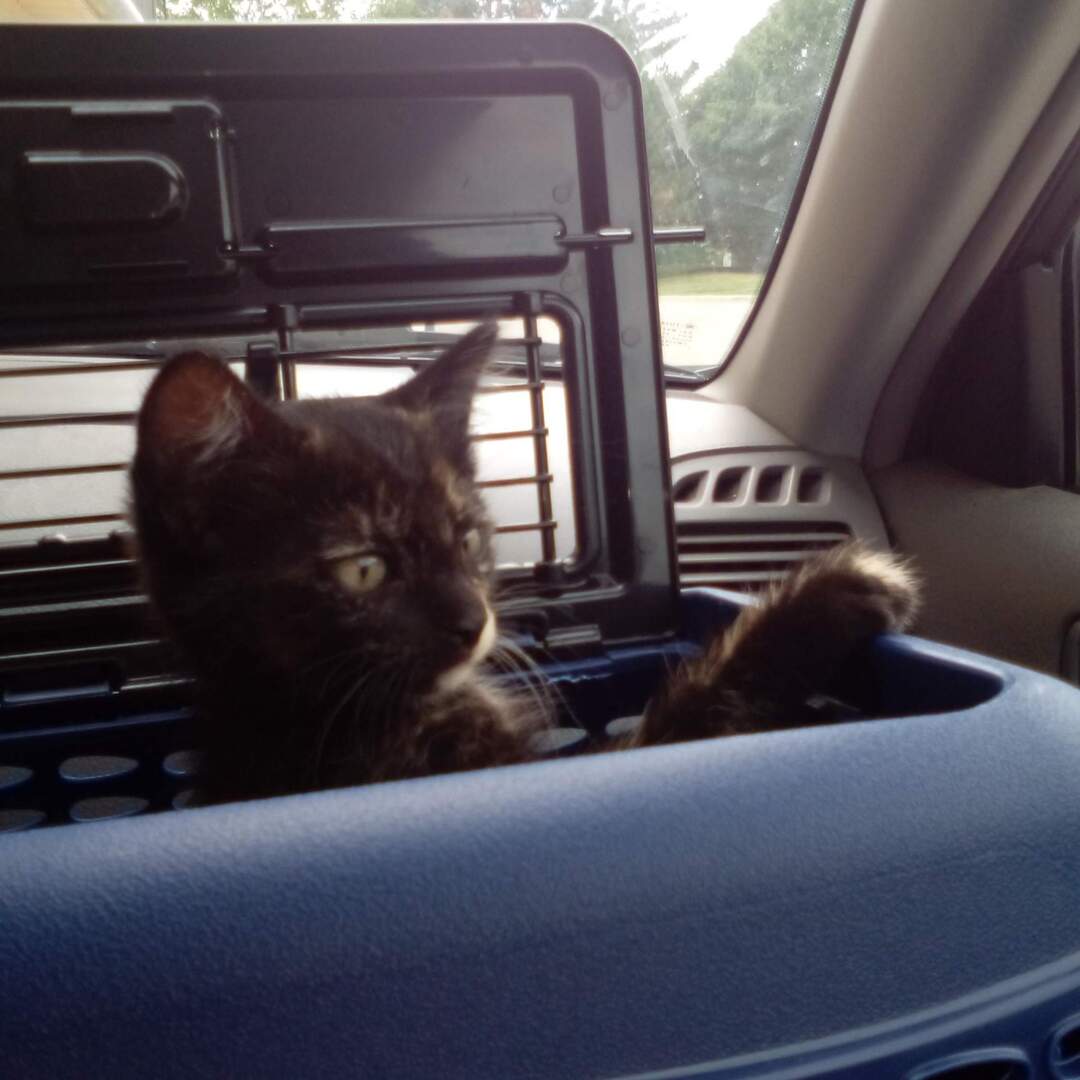 Alpacas & An Important Choice