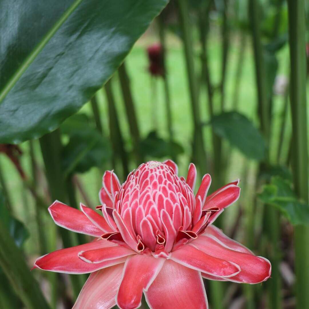 Martinique
