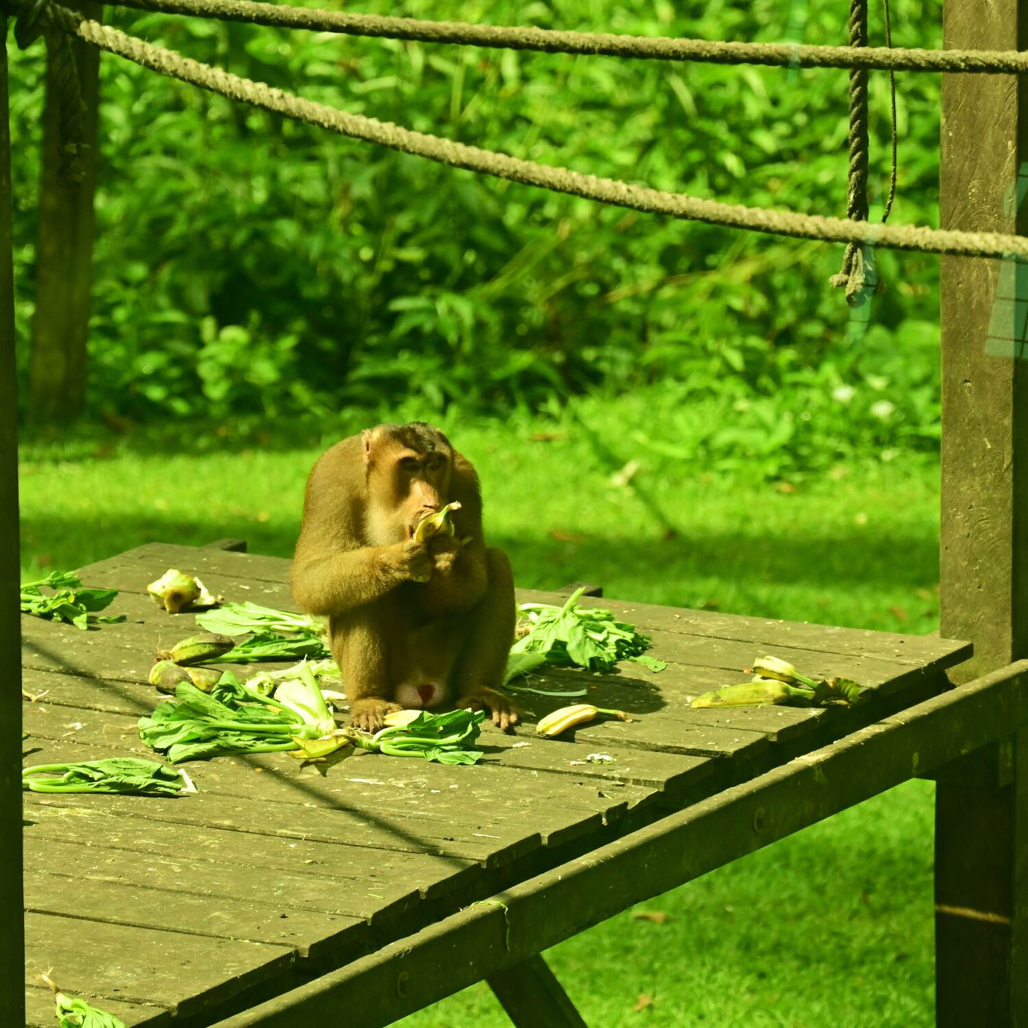 Borneo 2024