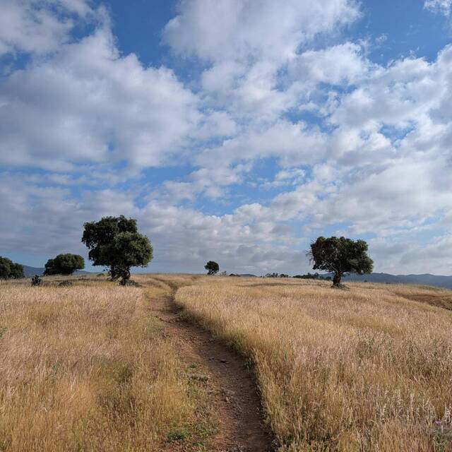 VNwalking
