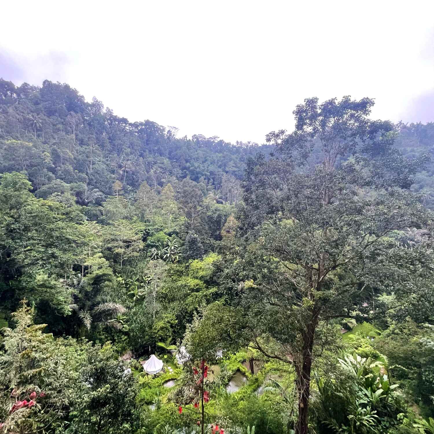 🌴Weekend in the Jungle 🌴