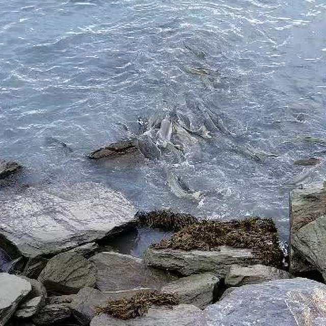 ALASKA 2018
