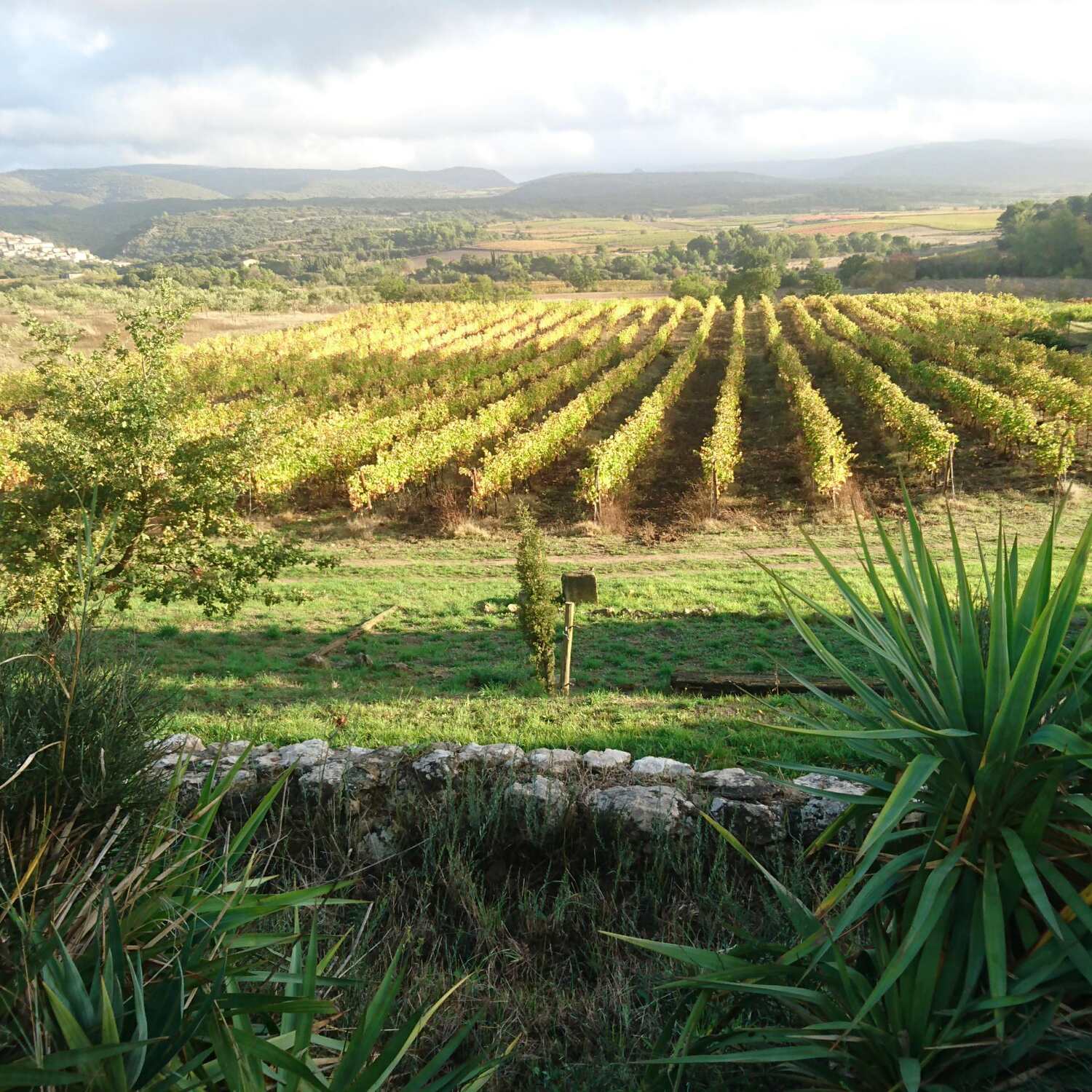 Herbst im Languedoc