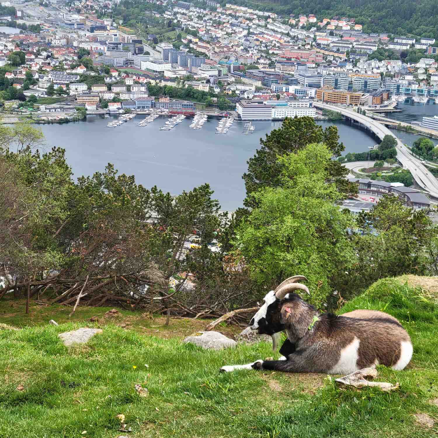 Scåndïnävíå