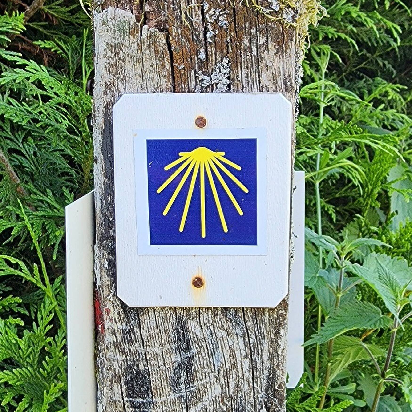 Camino Santiago (from Sarria)