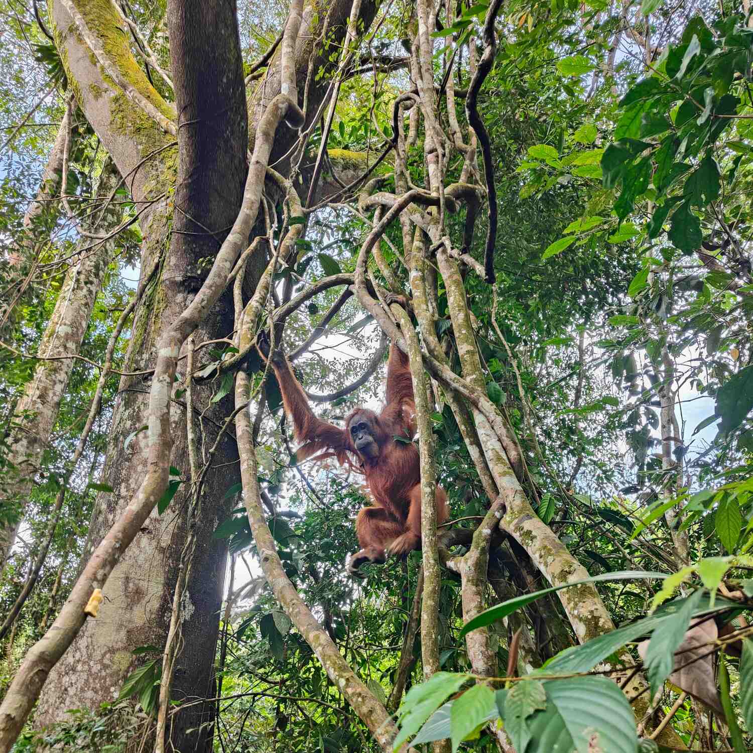 Kuala Lumpur & Sumatra