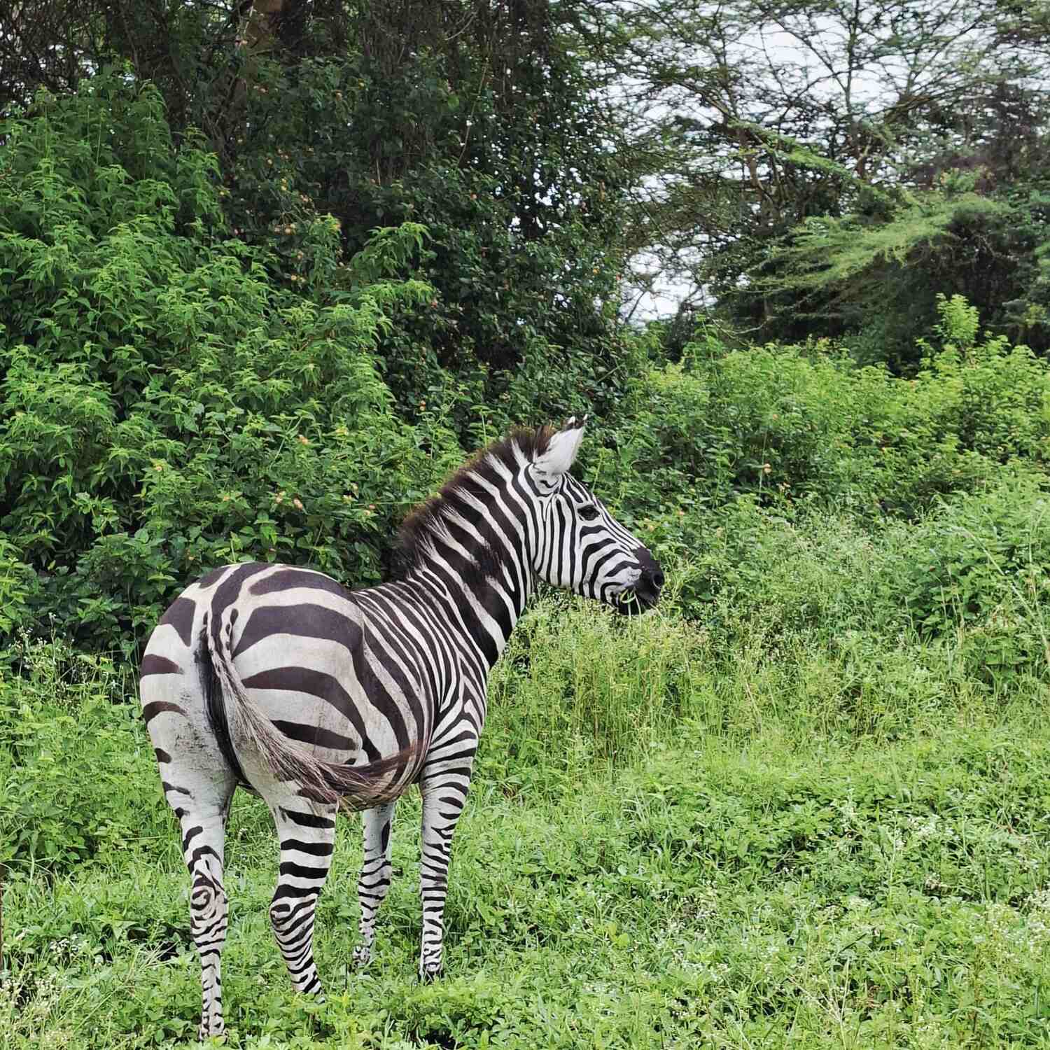 Tansania 🇹🇿