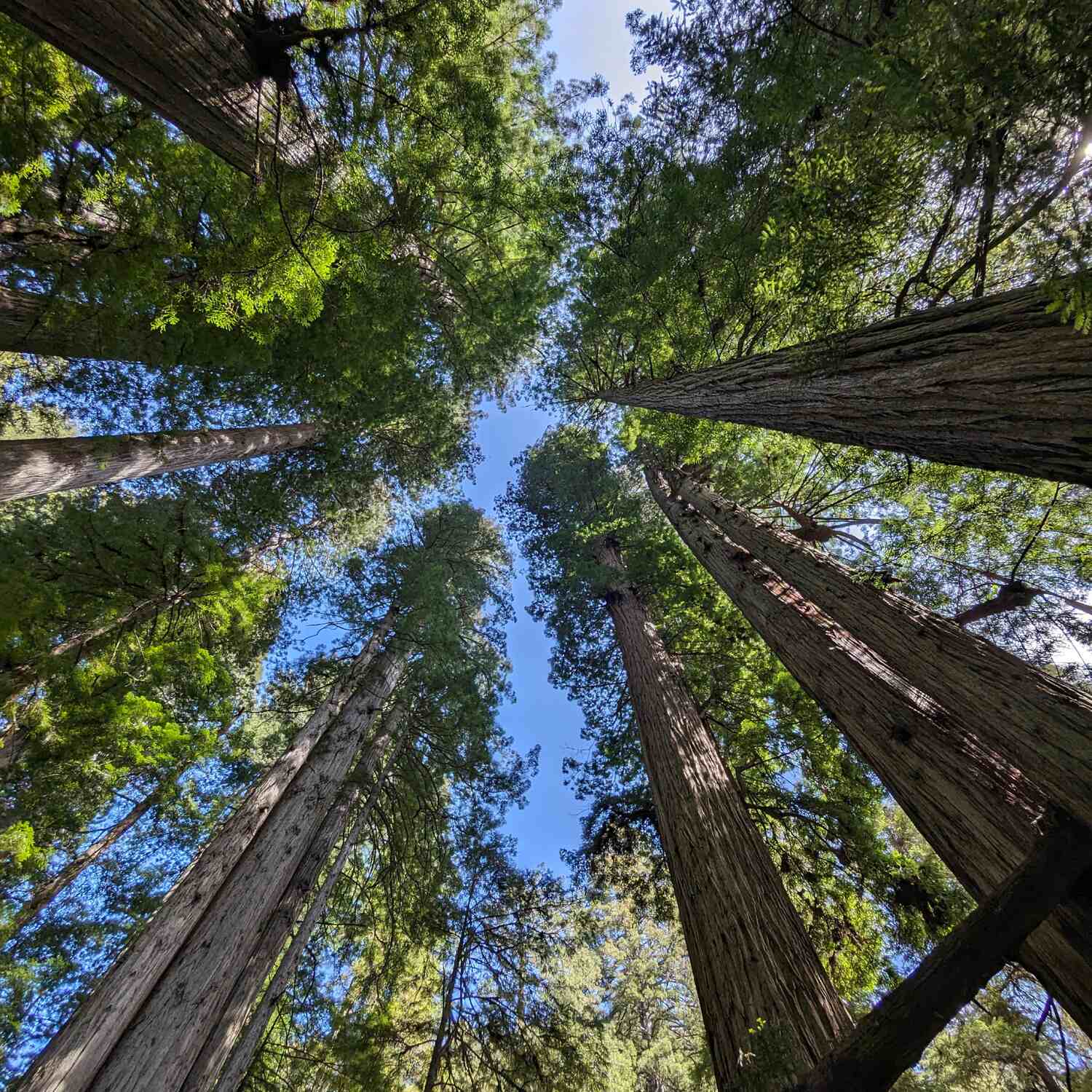 Long weekend in the Redwoods