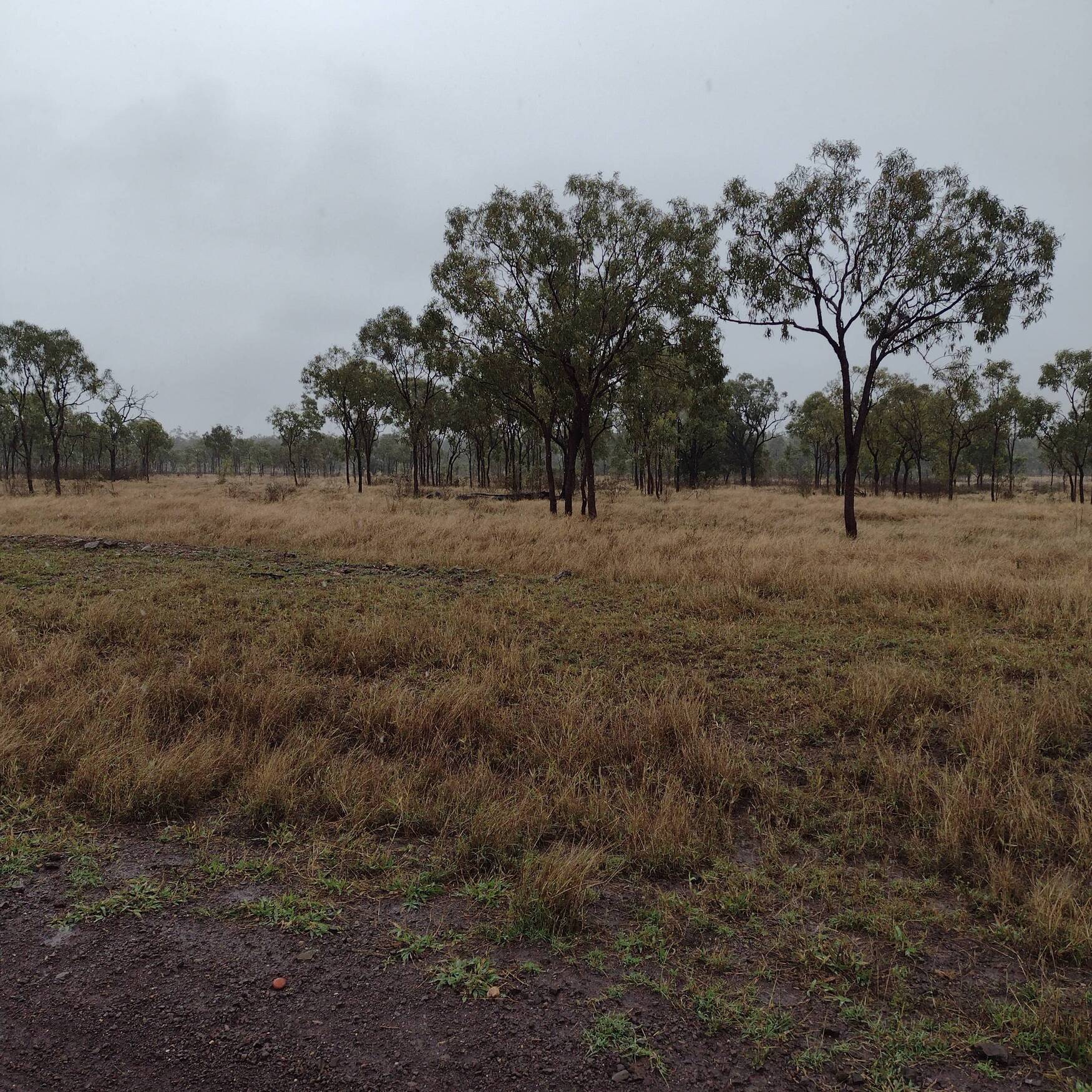 Scouting for Native plants
