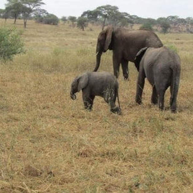 2 Days Tarangire & Ngorongoro