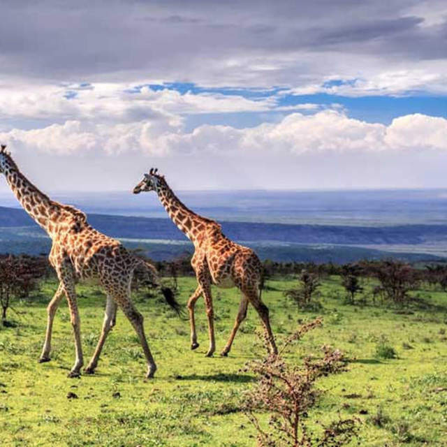 3 DaysTarangire,Serengeti