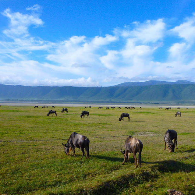 6 Days Serengeti & Ngorongoro