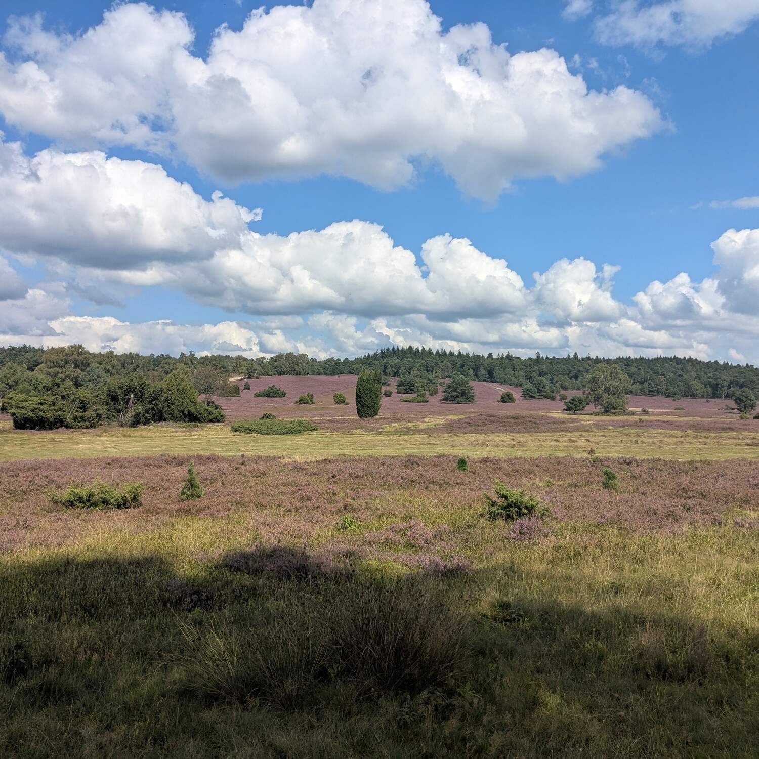 DE25 #7: Lüneburger Heide