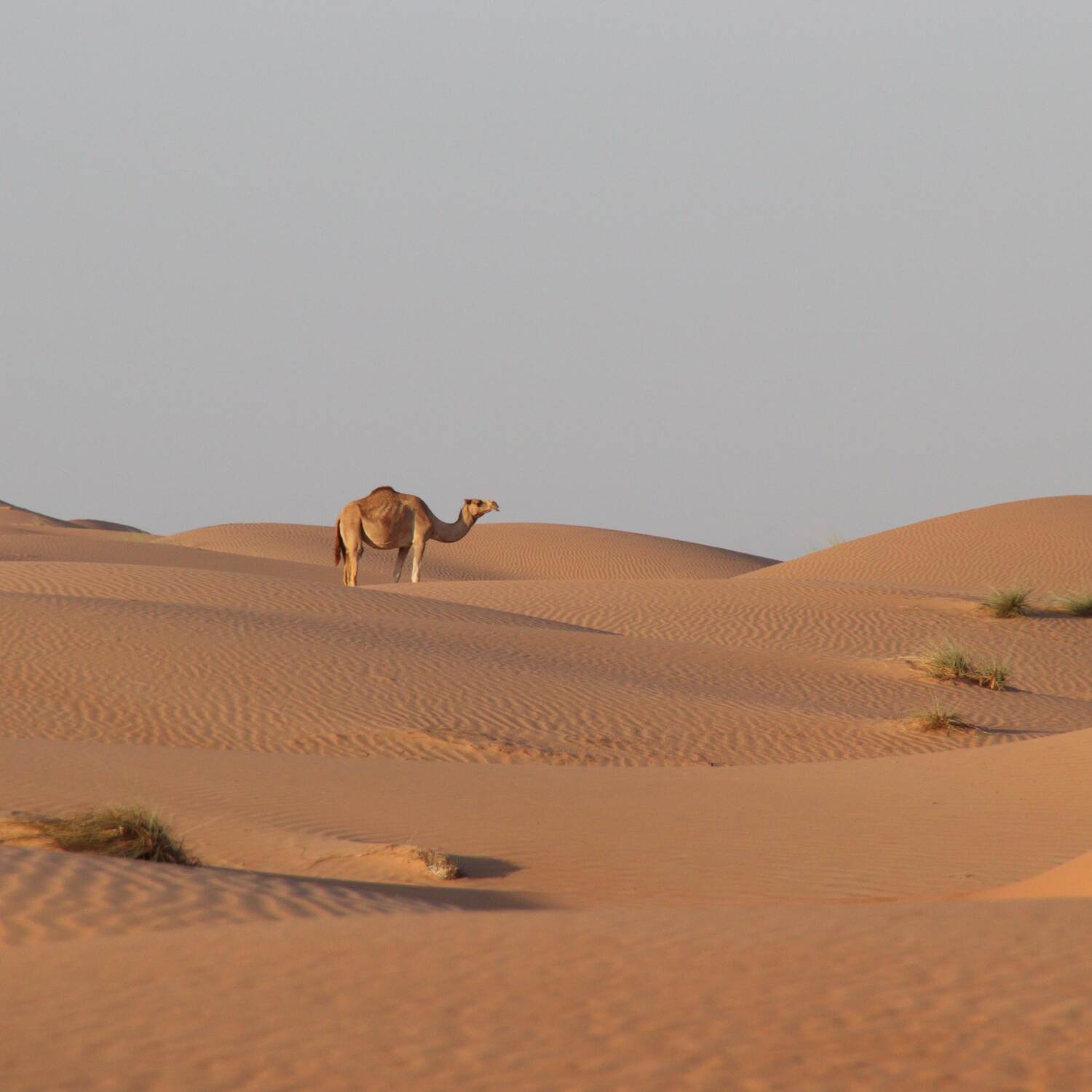 Oman 🇴🇲