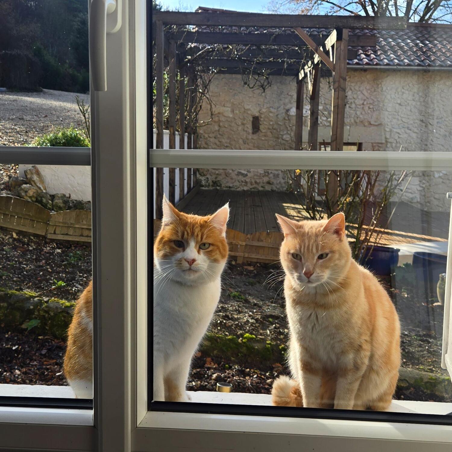 Pet sitting Tocane-Saint-Apre