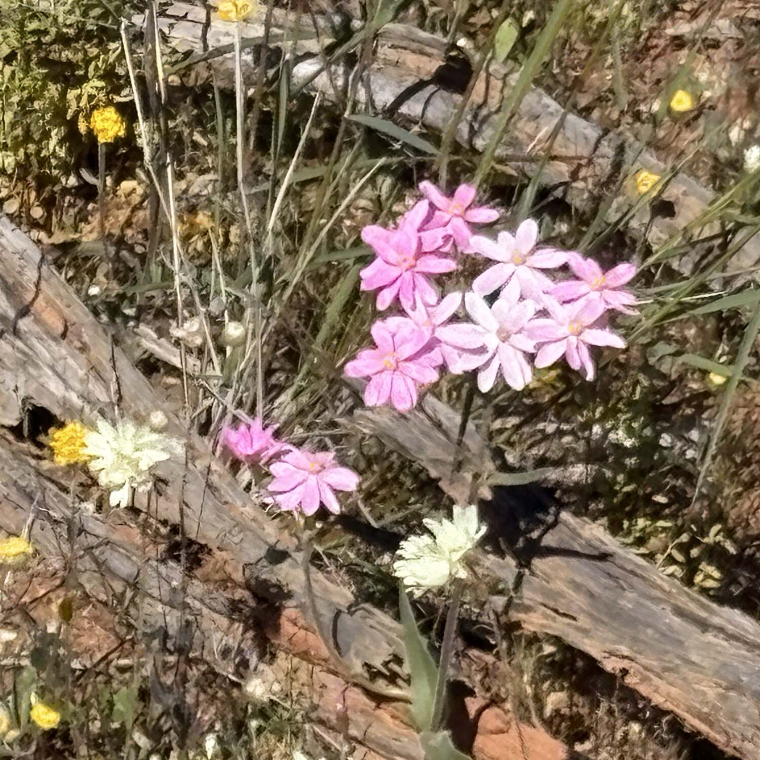 Wildflowers 2026