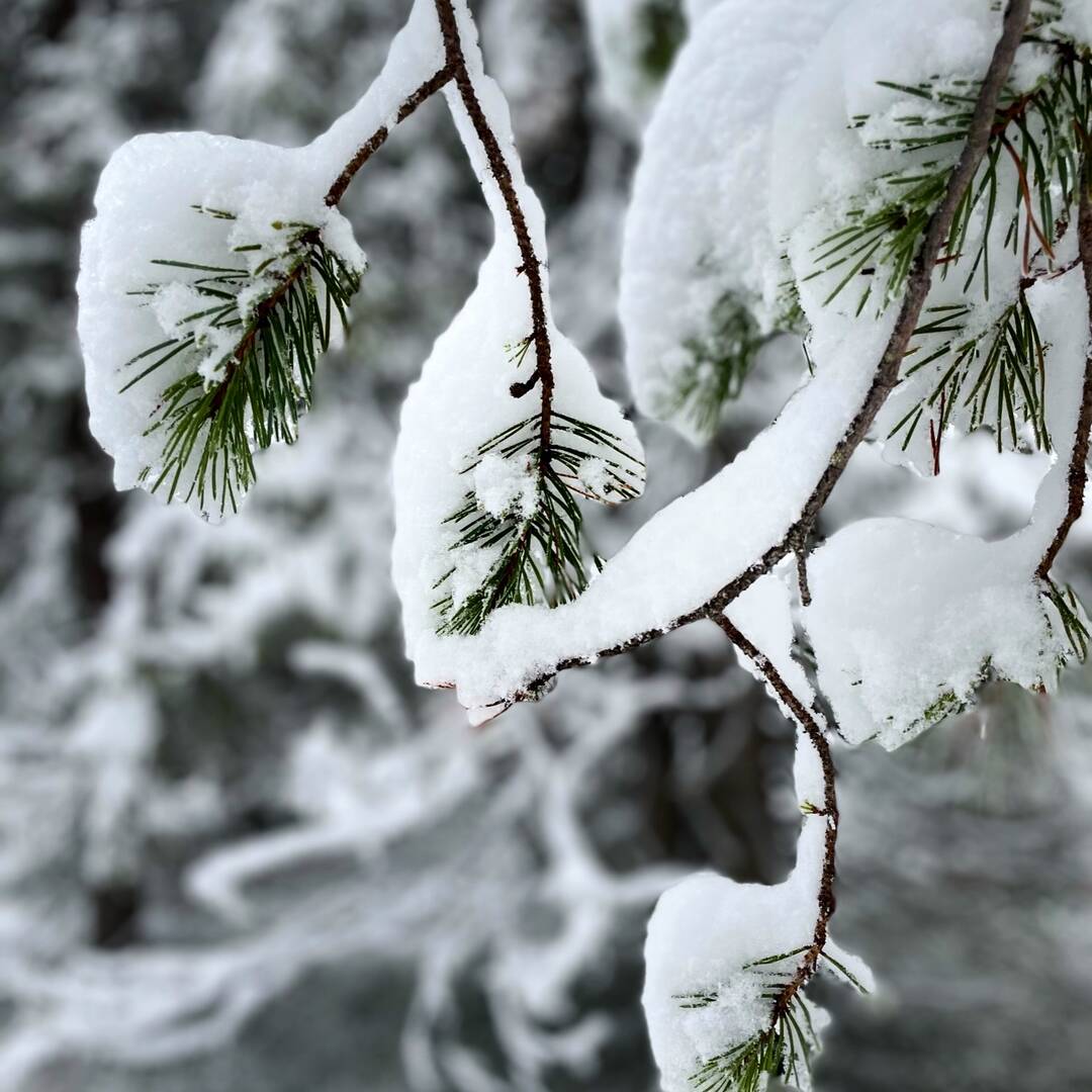 Finland 🇫🇮