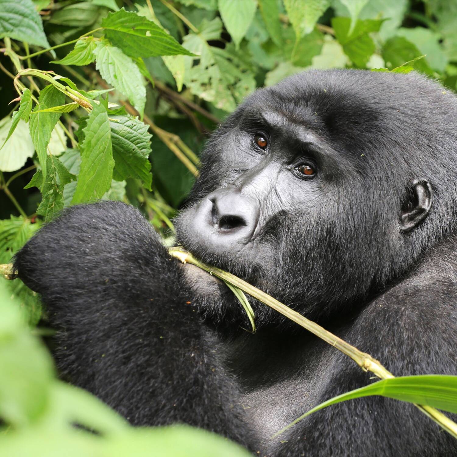 Ruanda und Uganda - Die Perle Afrikas