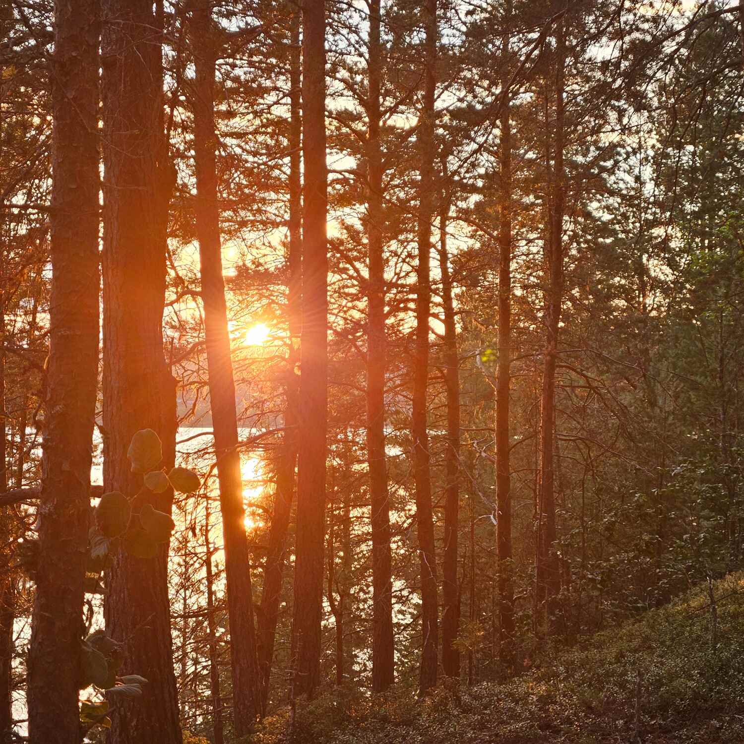 Nord-Schweden🇸🇪🫎🌲