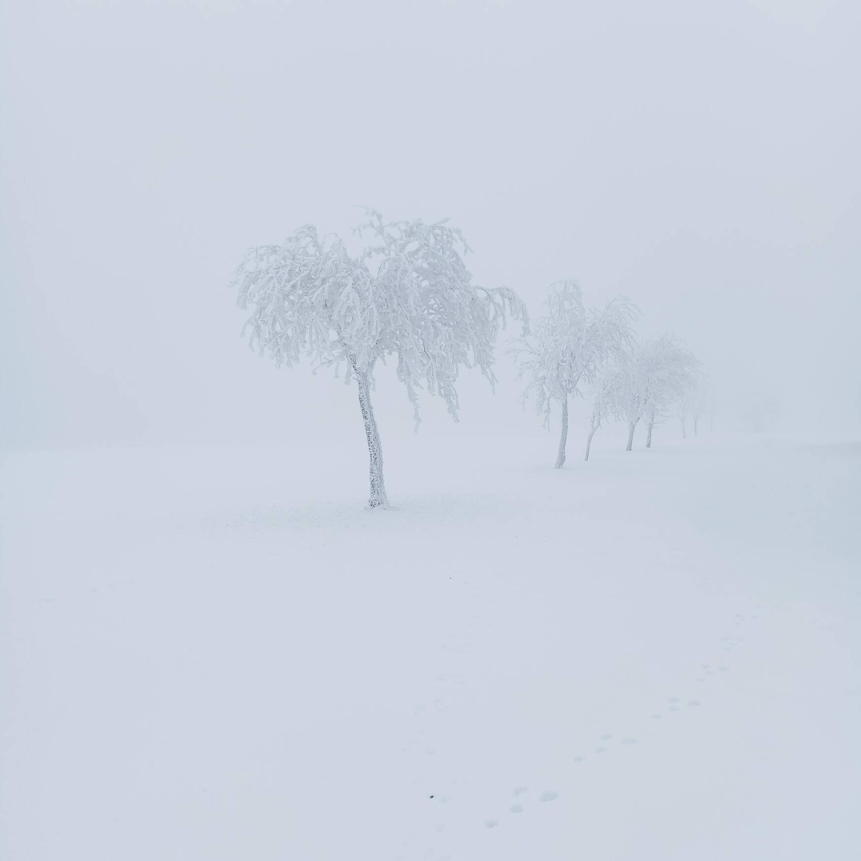 100 Kilometer Winterwandern