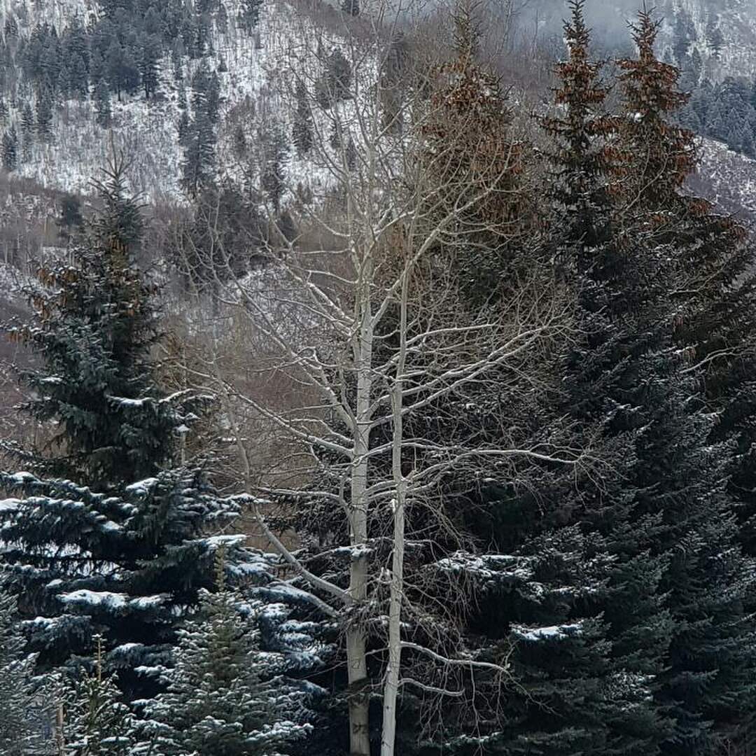 Christmas in Colorado