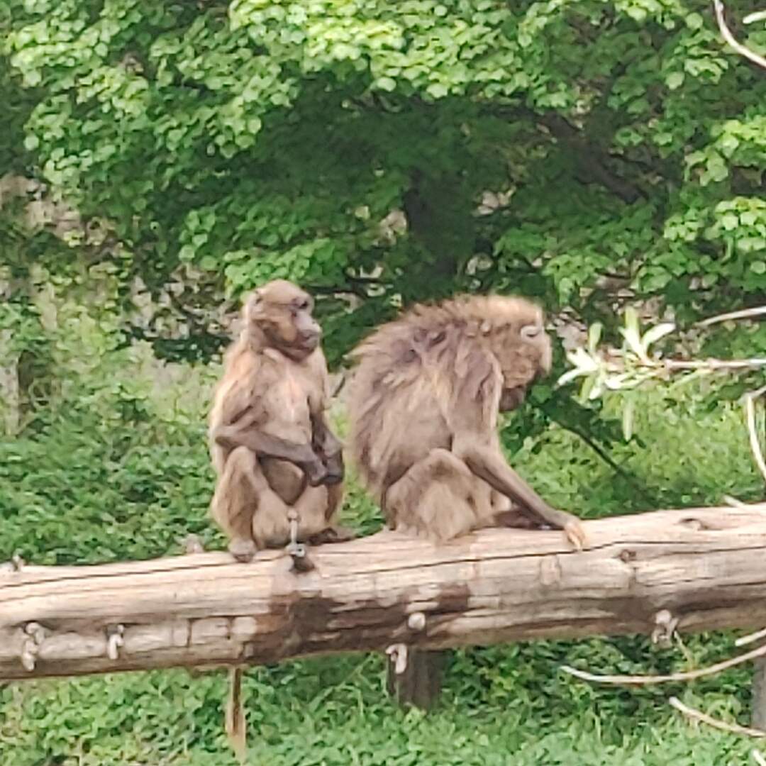 Tierpark Berlin