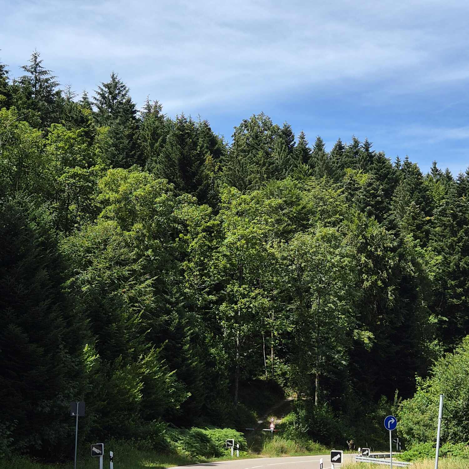 Schwarzwald