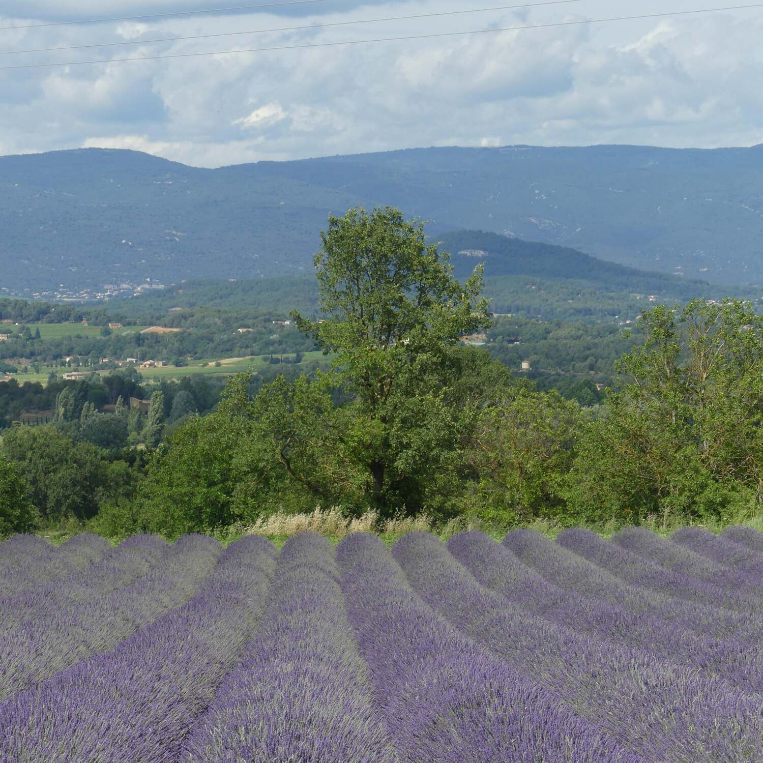 Lavendelblüte in der Provence