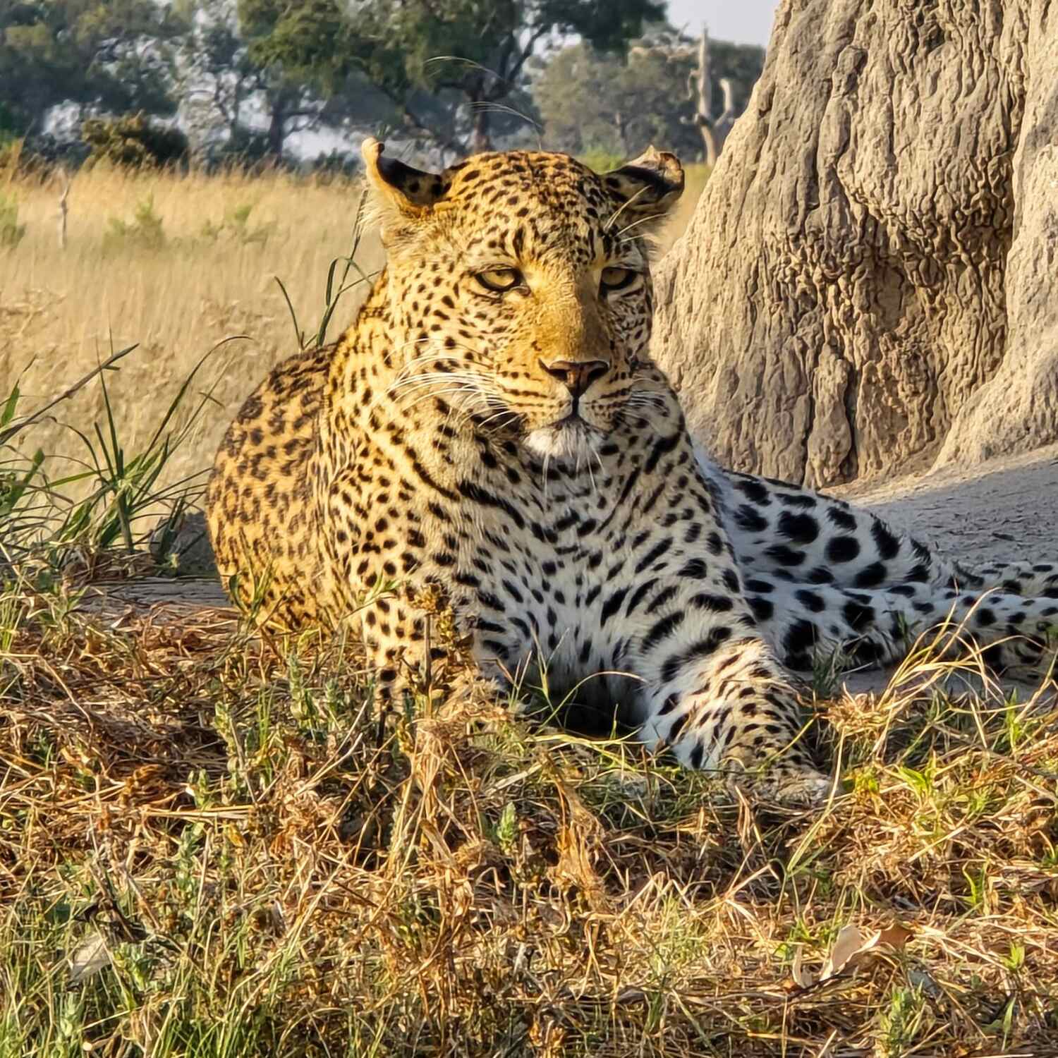 Dikgakgamatso Okavango