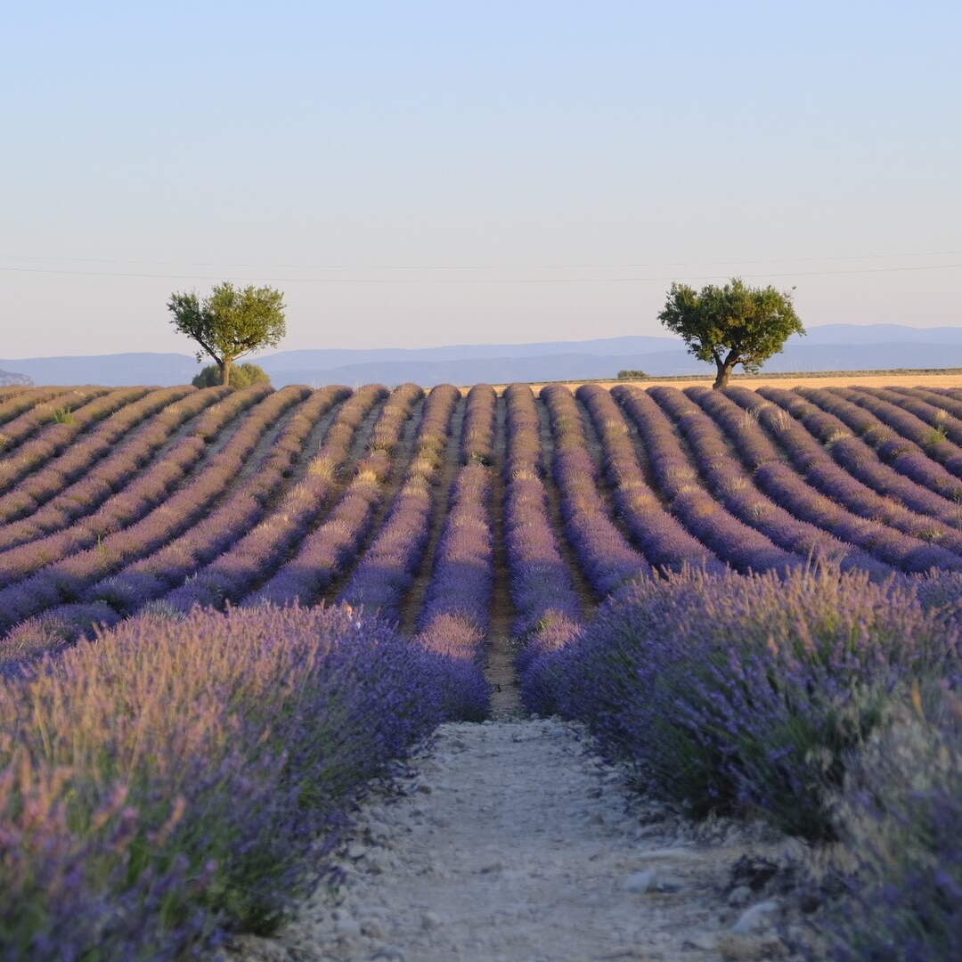 Provence Lavendelblüte