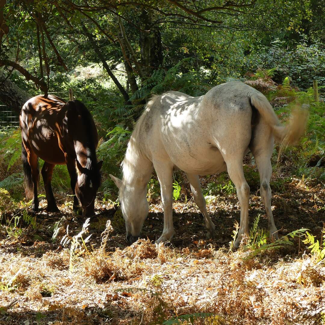 2020 New Forest
