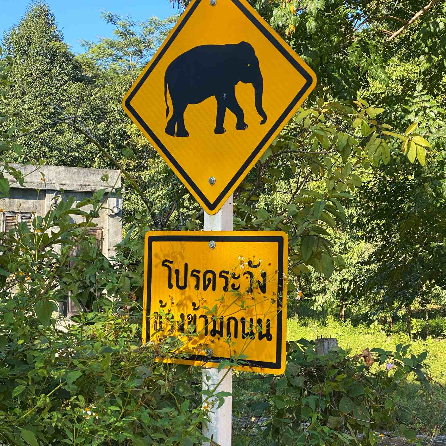 Phad Thai in Thailand