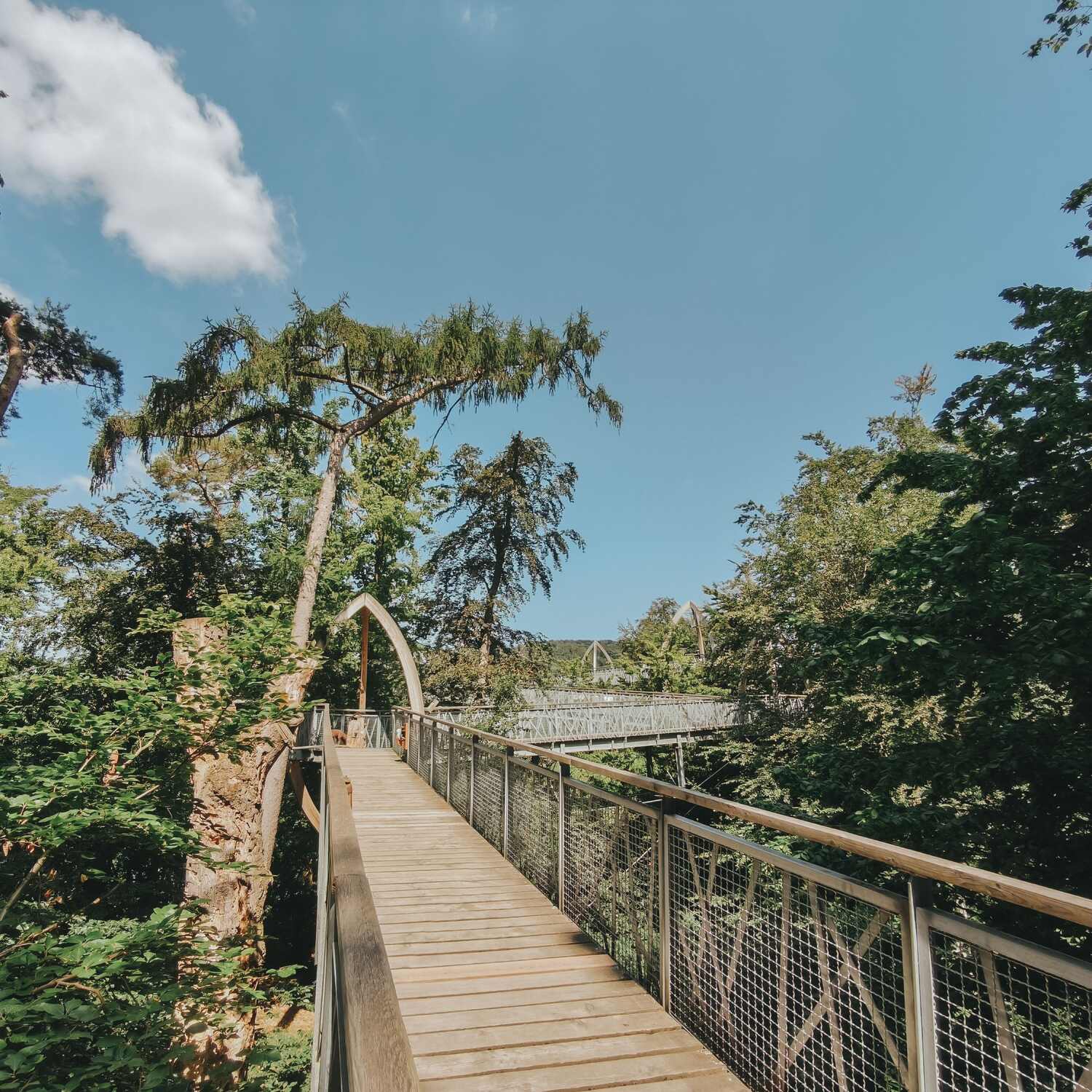Tree Top Walk