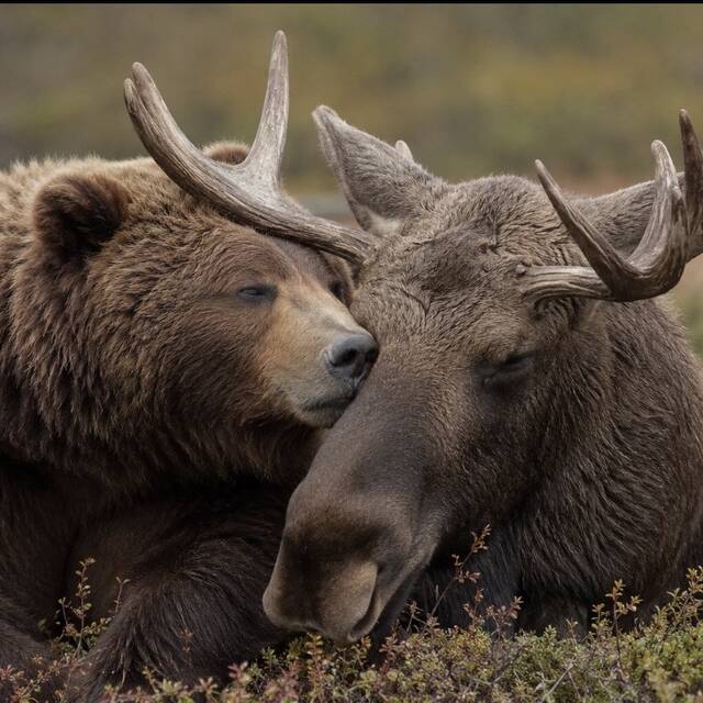Bear Moose