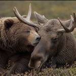 Bear Moose