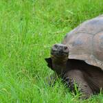 Badische Weltenbummlerin