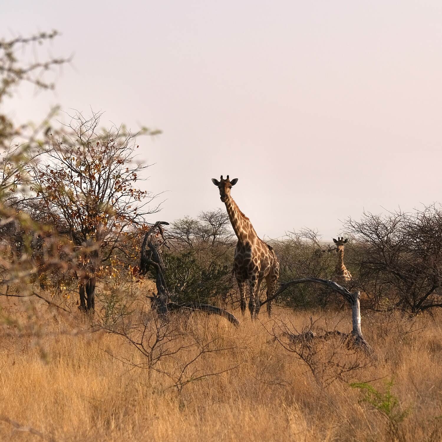 Namibia