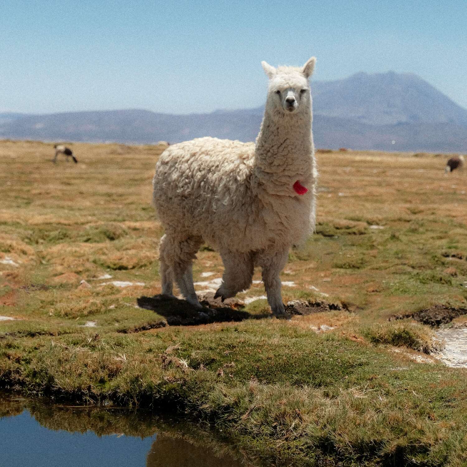 Südamerika