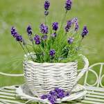 Stephanie Donhuijsen