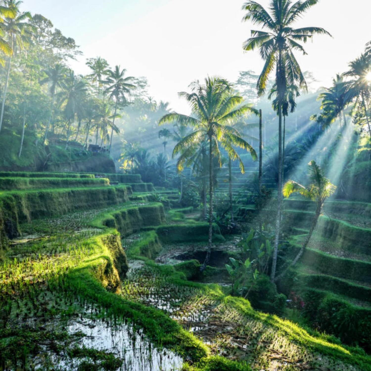 Indonesien❤️