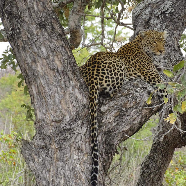 Südafrika Swasiland 2017
