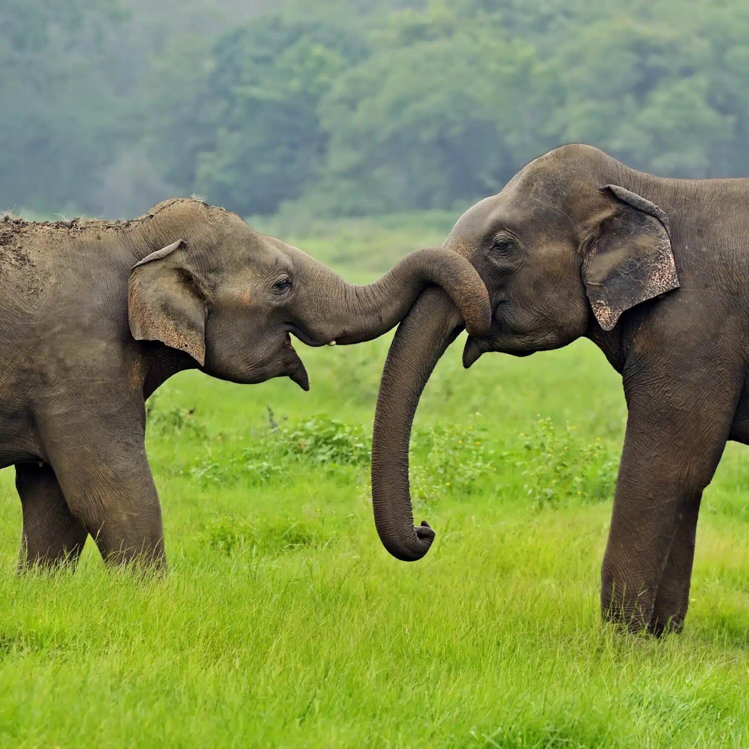 Sri Lanka