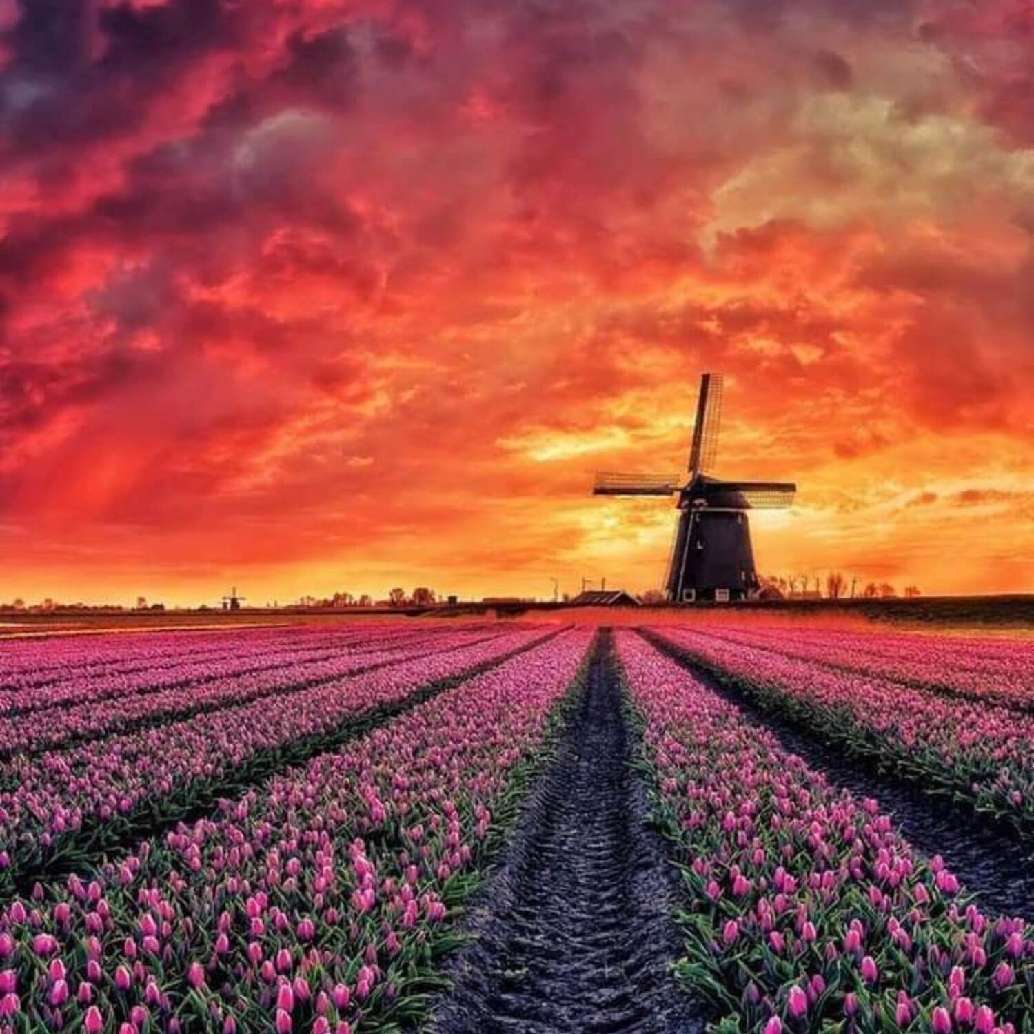 Roadtrip durch Holland