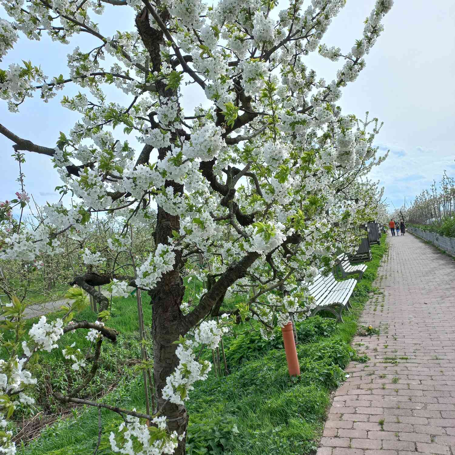 Kirschblüte im Alten Land