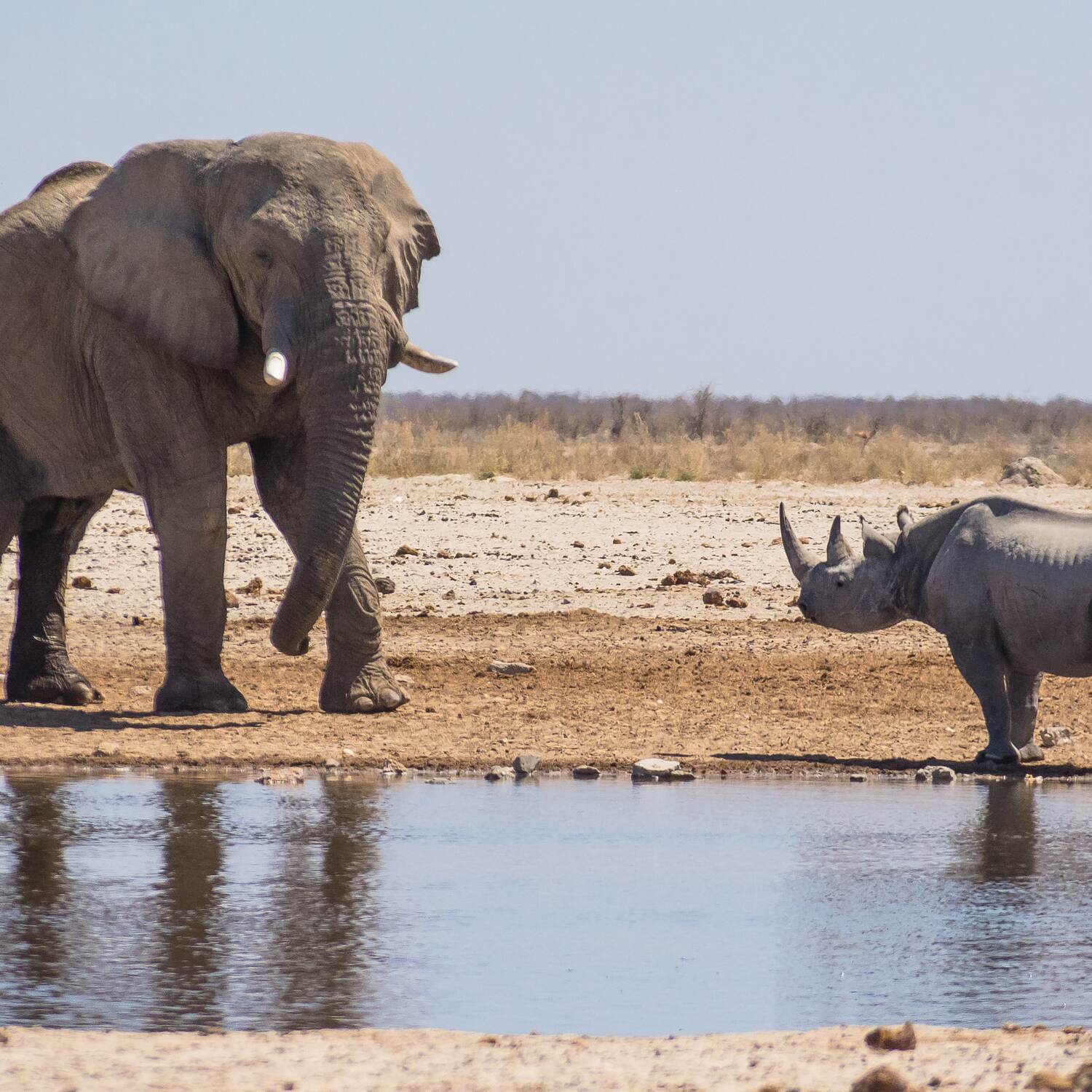 Africa