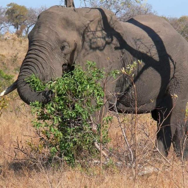 2 Days Safari
