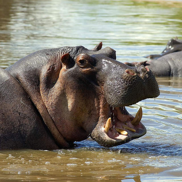 3 days safari