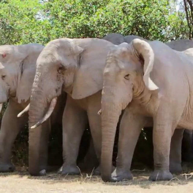 4 days safari